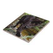 ベリーズシティ動物園。黒いヒョウ タイル (側面)