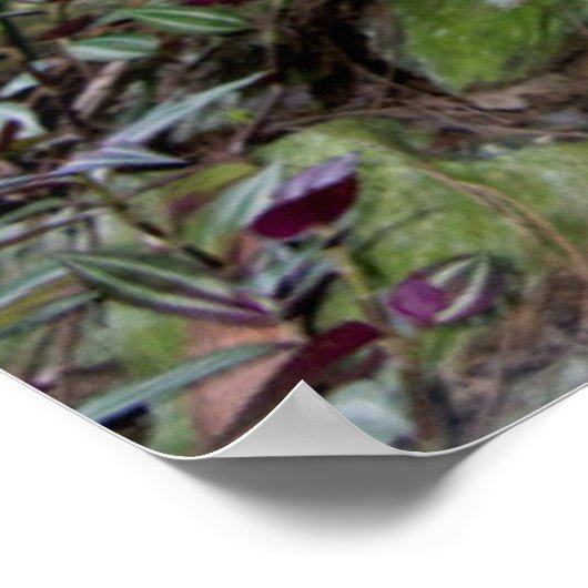 ベリーズシティ動物園。黒いヒョウ ポスター (角)