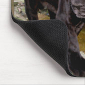 ベリーズシティ動物園。黒いヒョウ マウスパッド (コーナー)