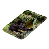 ベリーズシティ動物園。黒いヒョウ マグネット (左側)