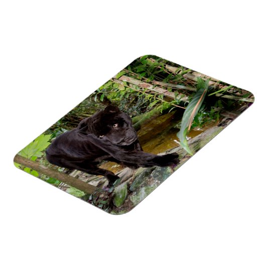 ベリーズシティ動物園。黒いヒョウ マグネット (左側)