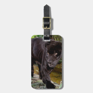 ベリーズシティ動物園。黒いヒョウ ラゲッジタグ