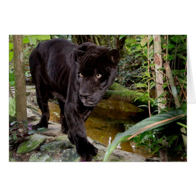 ベリーズシティ動物園 黒豹 (正面横)