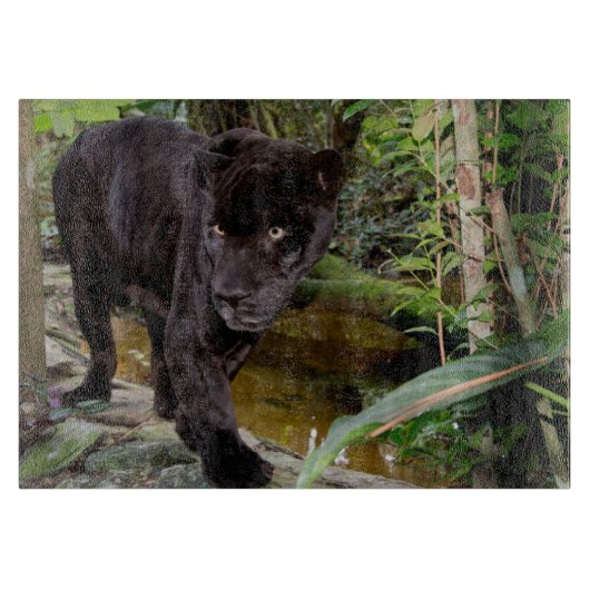 ベリーズシティ動物園。黒豹 カッティングボード (正面)