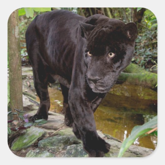 ベリーズシティ動物園 黒豹 スクエアシール (正面)