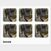 ベリーズシティ動物園 黒豹 スクエアシール (シート)