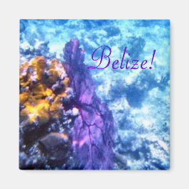 ベリーズシーファン マグネット