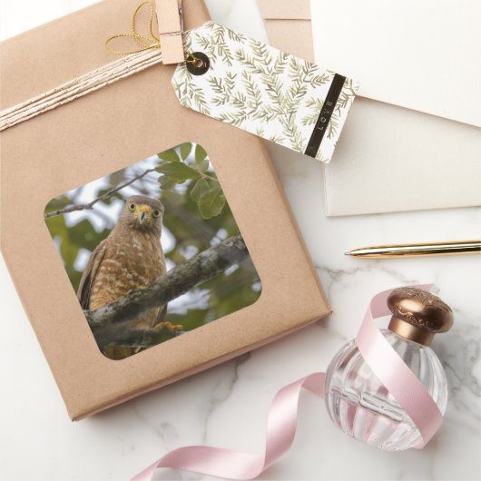 ベリーズブラウン道端ホーク鳥写真 スクエアシール (ギフト)