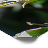 ベリーズリザードウィグアナ ポスター (角)