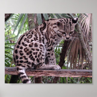 ベリーズ動物園 ポスター