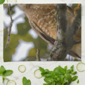 ベリーズ野生動物：道端のホーク写真 キッチンタオル (折り畳み)