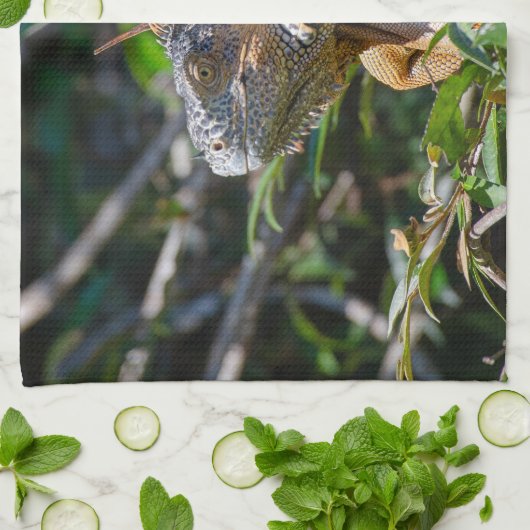ベリーズ野生生物:オレンジ色のイグアナ・リザード写真 キッチンタオル (折り畳み)