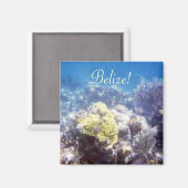 ベリーズ！コーラルリーフ磁石 マグネット (正面/裏面)