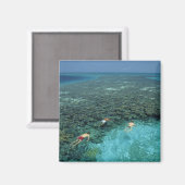 ベリーズ、バリアリーフ、ライトハウスリーフ、ブルー マグネット (正面/裏面)