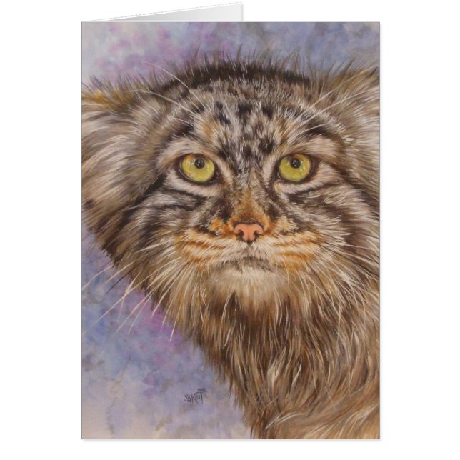 ベリーズ・パラス・キャット (正面)