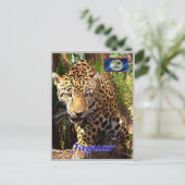 ベリーズ – ベルゼアンジュングルス –  ポストカード (スタンド正面)