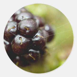 ベリーニース ラウンドシール