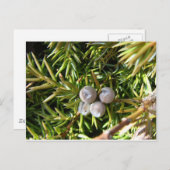 ベリーバウブル ポストカード (正面/裏面)