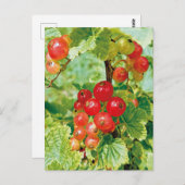ベリーレッドカラント葉書 ポストカード (正面/裏面)