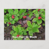 ベリー付きバンクベリー ポストカード (正面)
