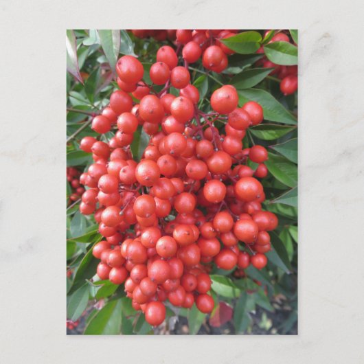 ベリー束 ポストカード (正面)