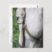 ベルのスターレットポストカード ポストカード (正面/裏面)