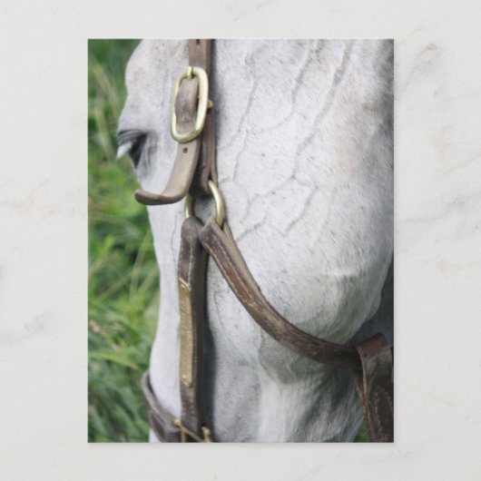 ベルのスターレットポストカード ポストカード (正面)