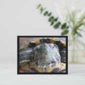 ベルカのクローズアップ ポストカード (スタンド正面)