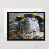 ベルカのクローズアップ ポストカード (正面/裏面)