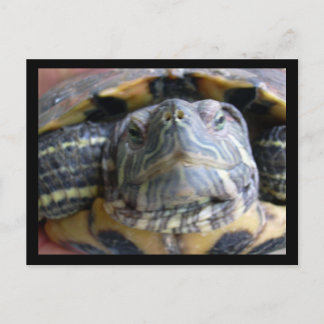 ベルカのクローズアップ ポストカード