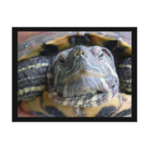 ベルカのクローズアップ