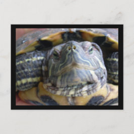 ベルカのクローズアップ ポストカード