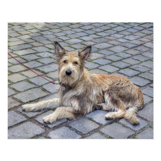 ベルガーデピカルディ ポスター (正面)