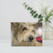 ベルガーピカードドッグハガキ ポストカード (スタンド正面)