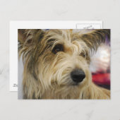 ベルガーピカードドッグハガキ ポストカード (正面/裏面)