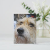 ベルガーピカード葉書 ポストカード (スタンド正面)