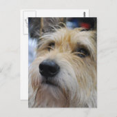 ベルガーピカード葉書 ポストカード (正面/裏面)