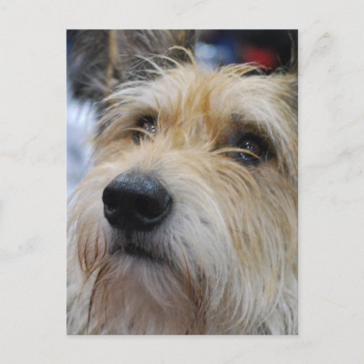 ベルガーピカード葉書 ポストカード (正面)