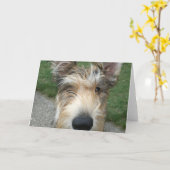 ベルガー・デ・ピカード カード (黄色い花)