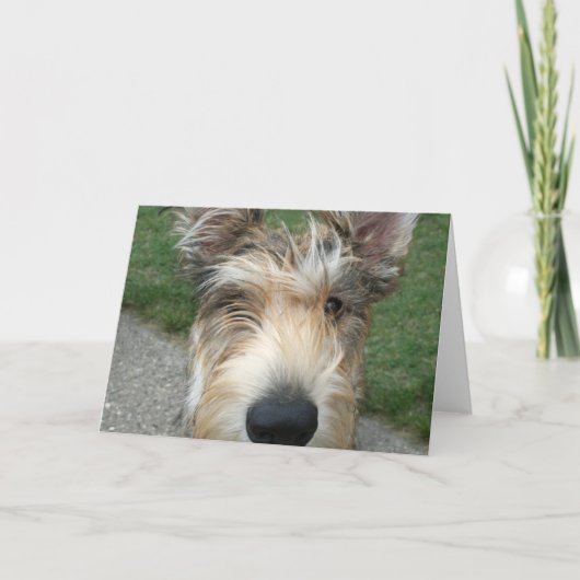 ベルガー・デ・ピカード カード (正面)