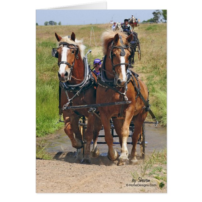 ベルギーのばん馬 (正面)