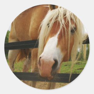 ベルギーのばん馬、得られたにんじんか。 ラウンドシール
