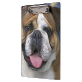 ベルギーのイギリスのブルドッグ。 クリップボード (左)