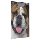 ベルギーのイギリスのブルドッグ。 クリップボード (右)