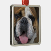 ベルギーのイギリスのブルドッグ。 メタルオーナメント (右)