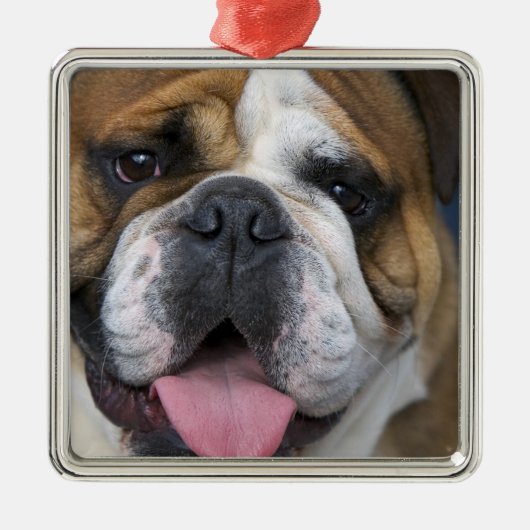 ベルギーのイギリスのブルドッグ。 メタルオーナメント (正面)