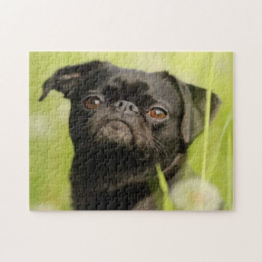 ベルギーのグリフォン犬。 ジグソーパズル (横)