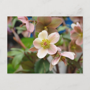 ベルギーのブリュッセルにある都市の庭のピンクの花 ポストカード
