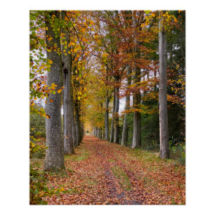 ベルギーの森の紅葉の旅 ポスター