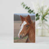 ベルギーの牝馬 ポストカード (スタンド正面)